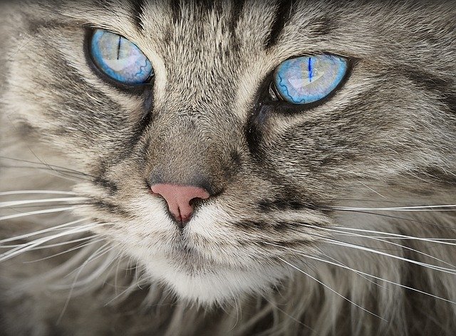 kočka s pomněnkovými očkami