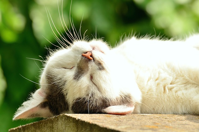 spokojená spící kočka
