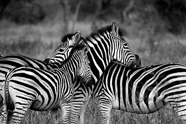 zebry v přírodě