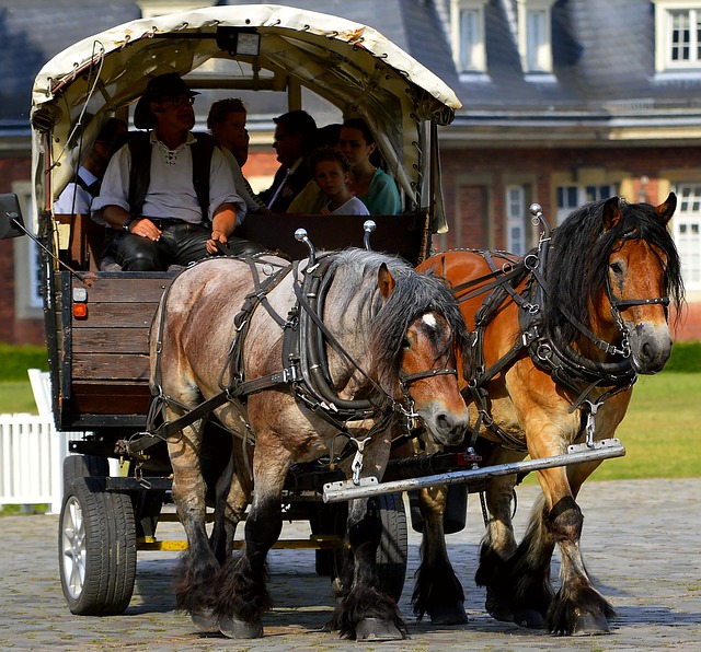 kůň táhnoucí starý vůz s turisty